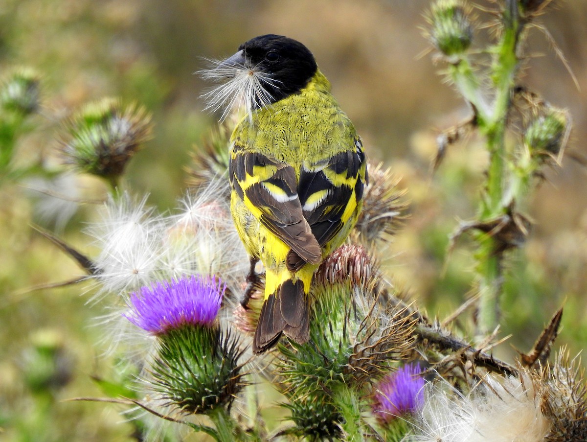 Hooded Siskin - Carlos Crocce