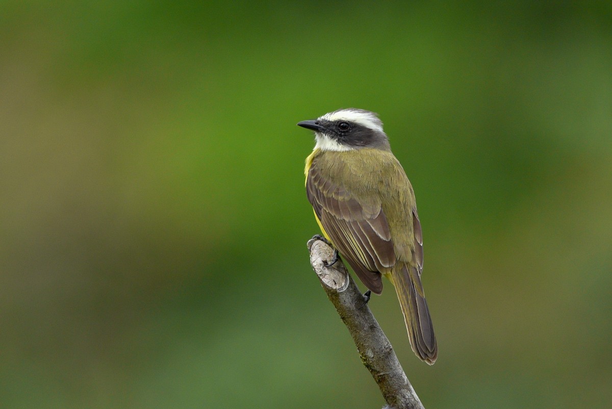 Social Flycatcher - ML146731361