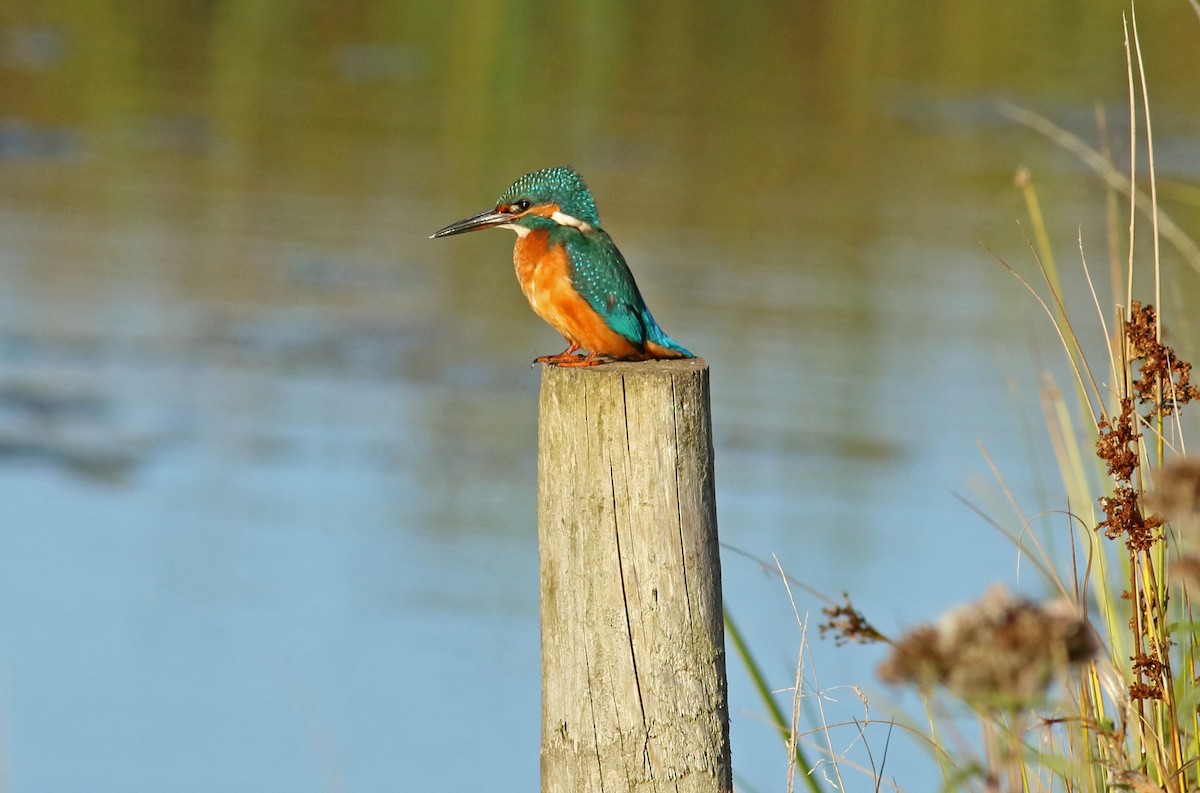 Martin-pêcheur d'Europe - ML146731391