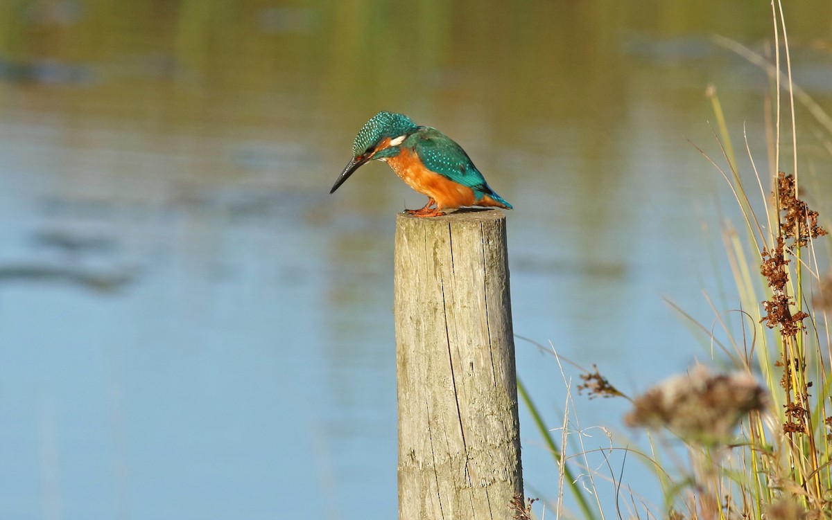 Martin-pêcheur d'Europe - ML146731511