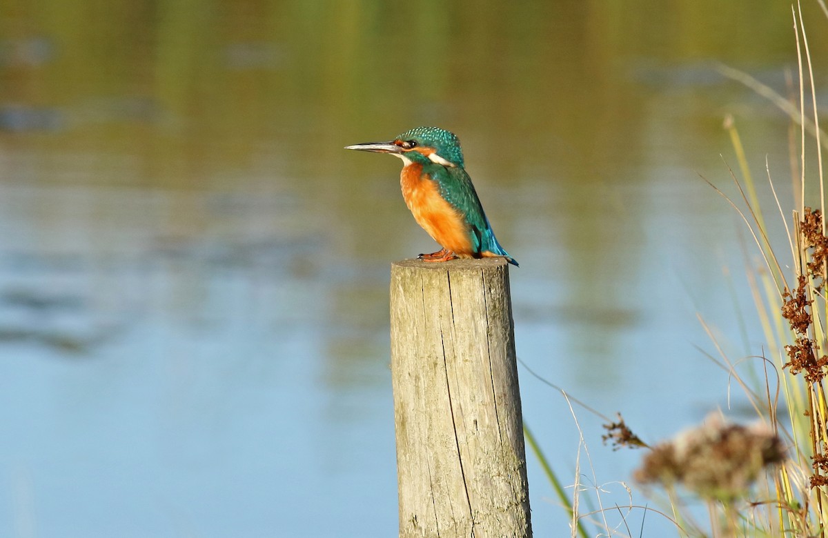 Common Kingfisher - ML146731571