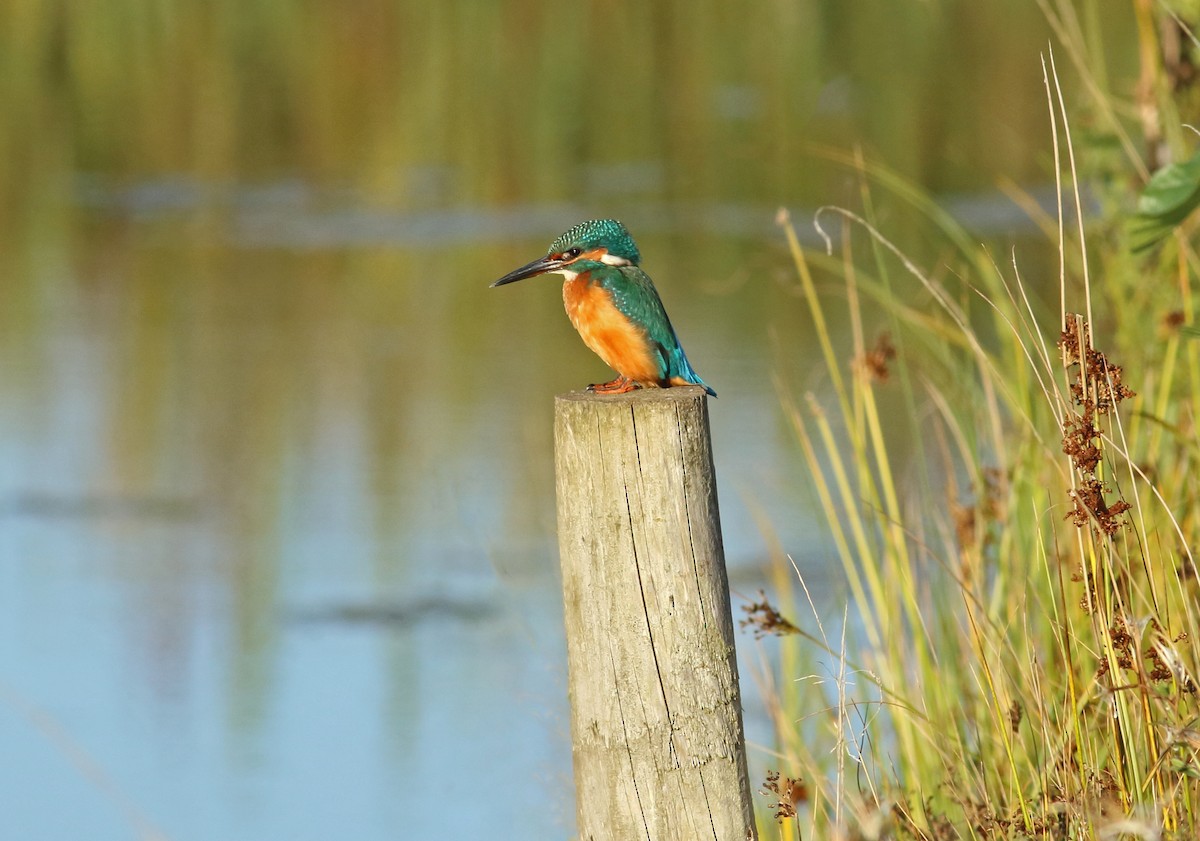 Common Kingfisher - ML146731651