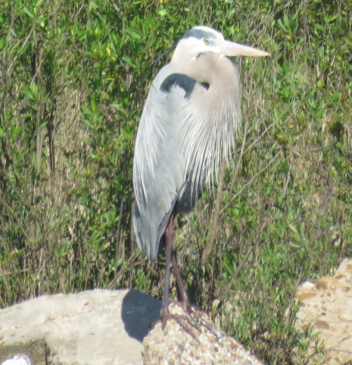 Great Blue Heron - ML146731711