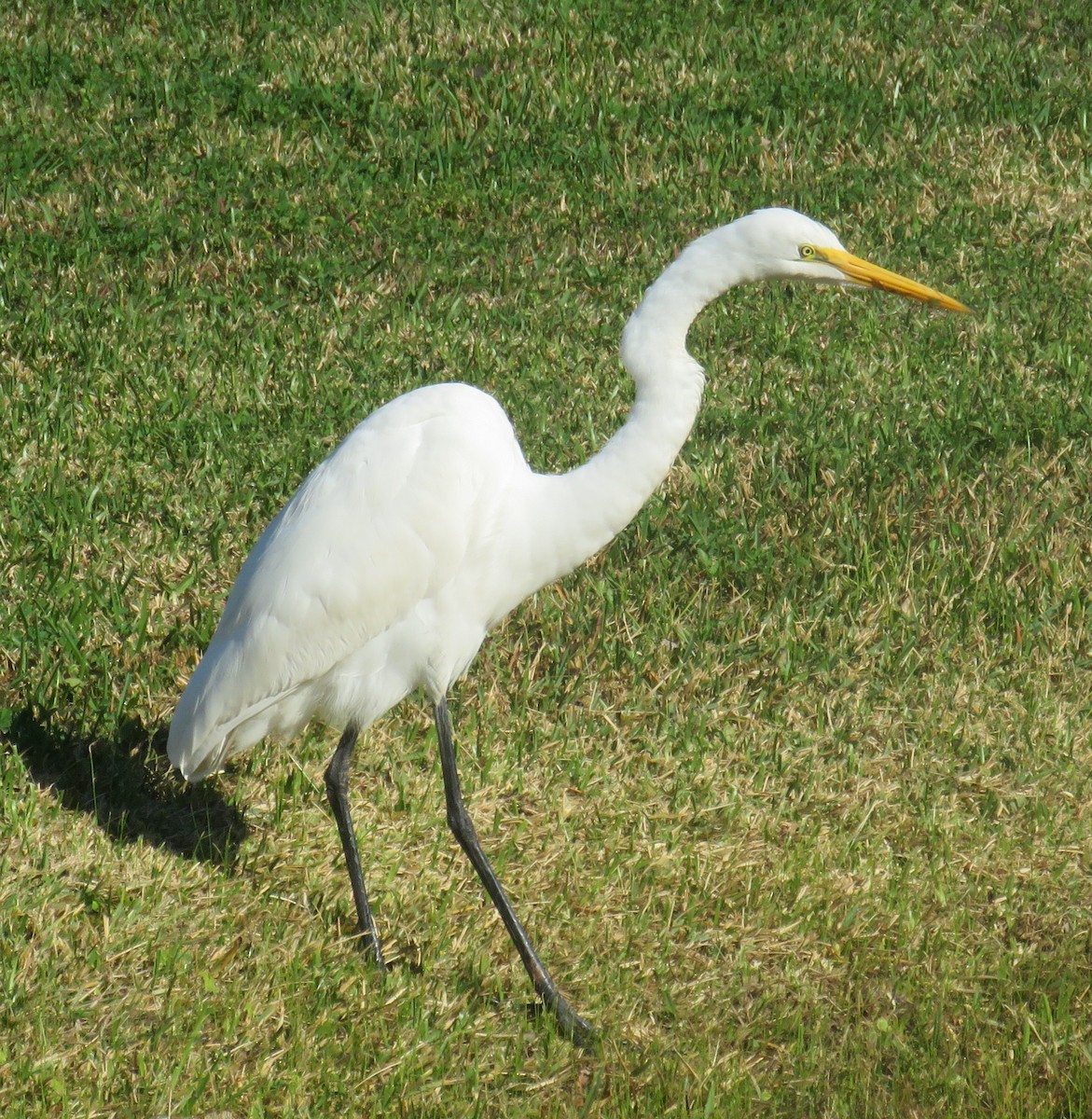 Great Egret - ML146731821