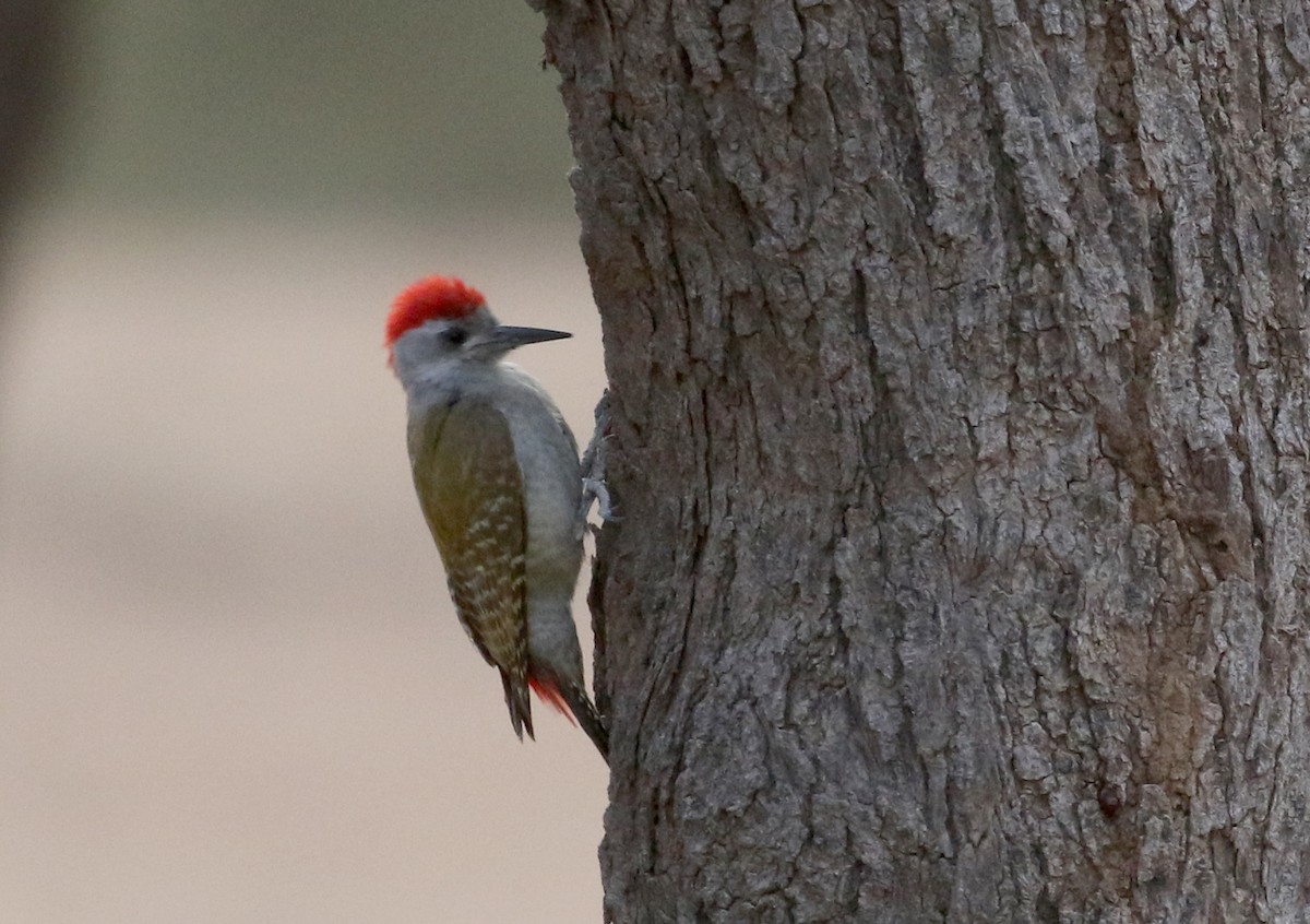 African Gray Woodpecker (Gray) - ML146731891