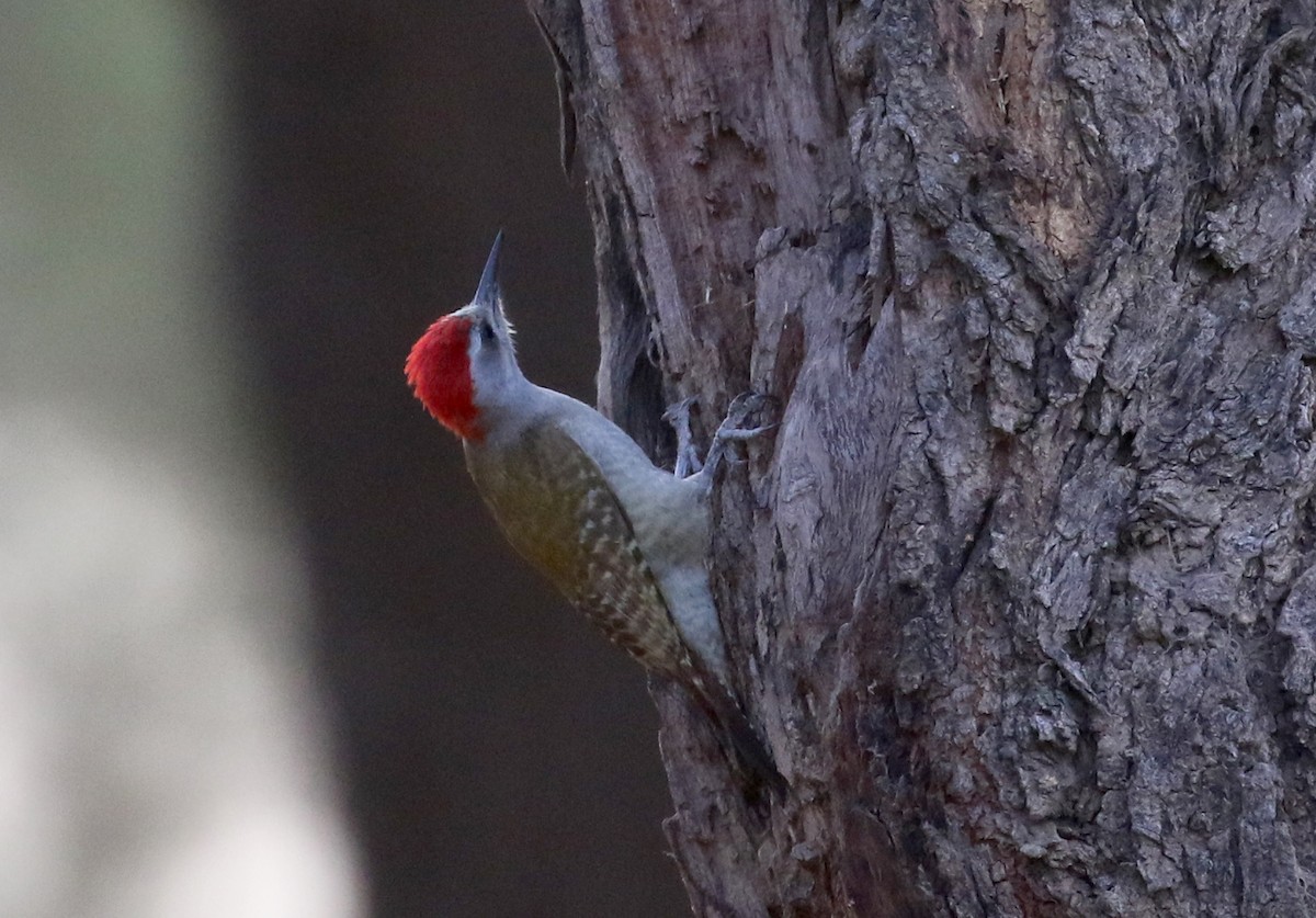 African Gray Woodpecker (Gray) - Jay McGowan