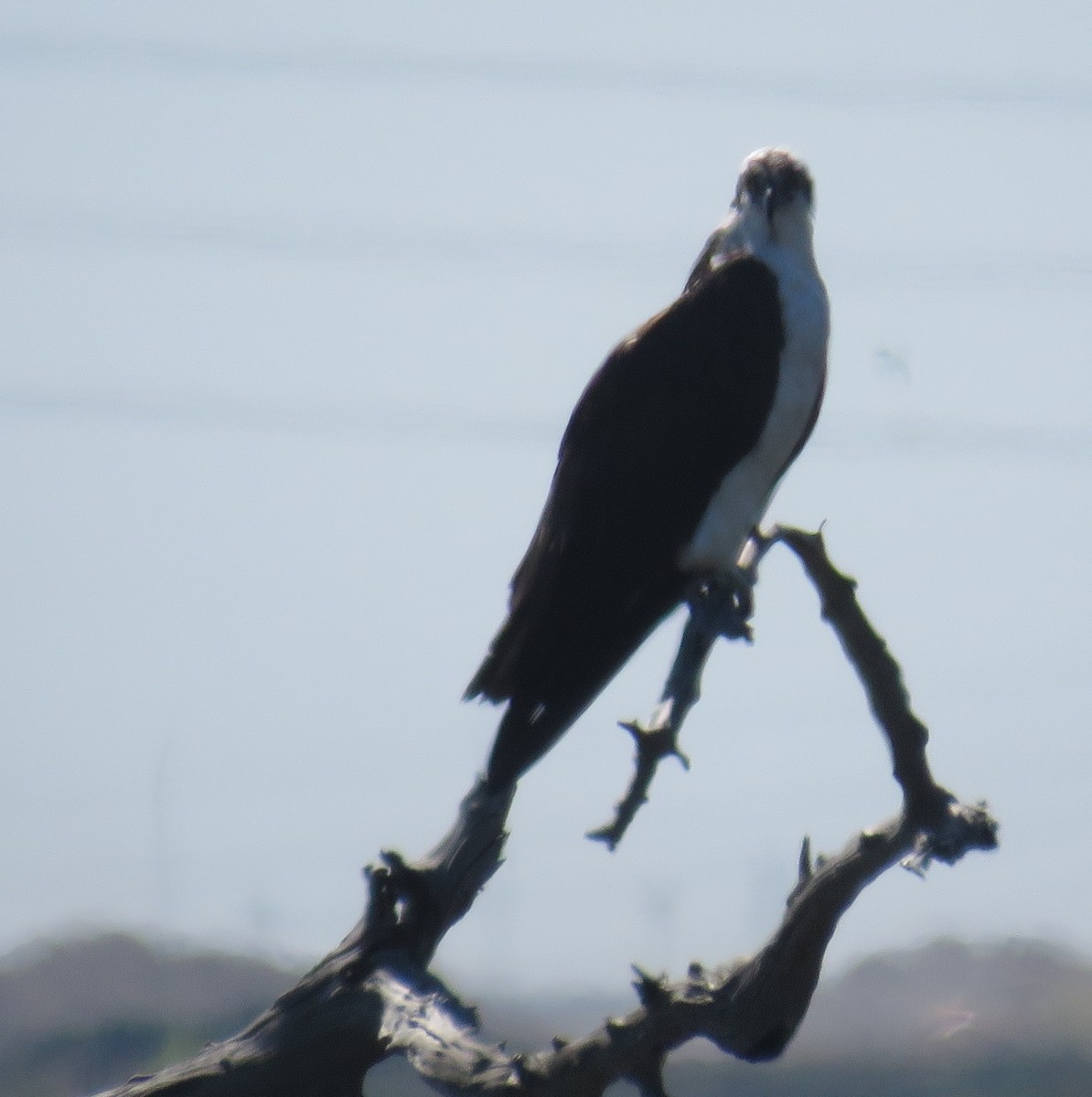 Águila Pescadora - ML146732101