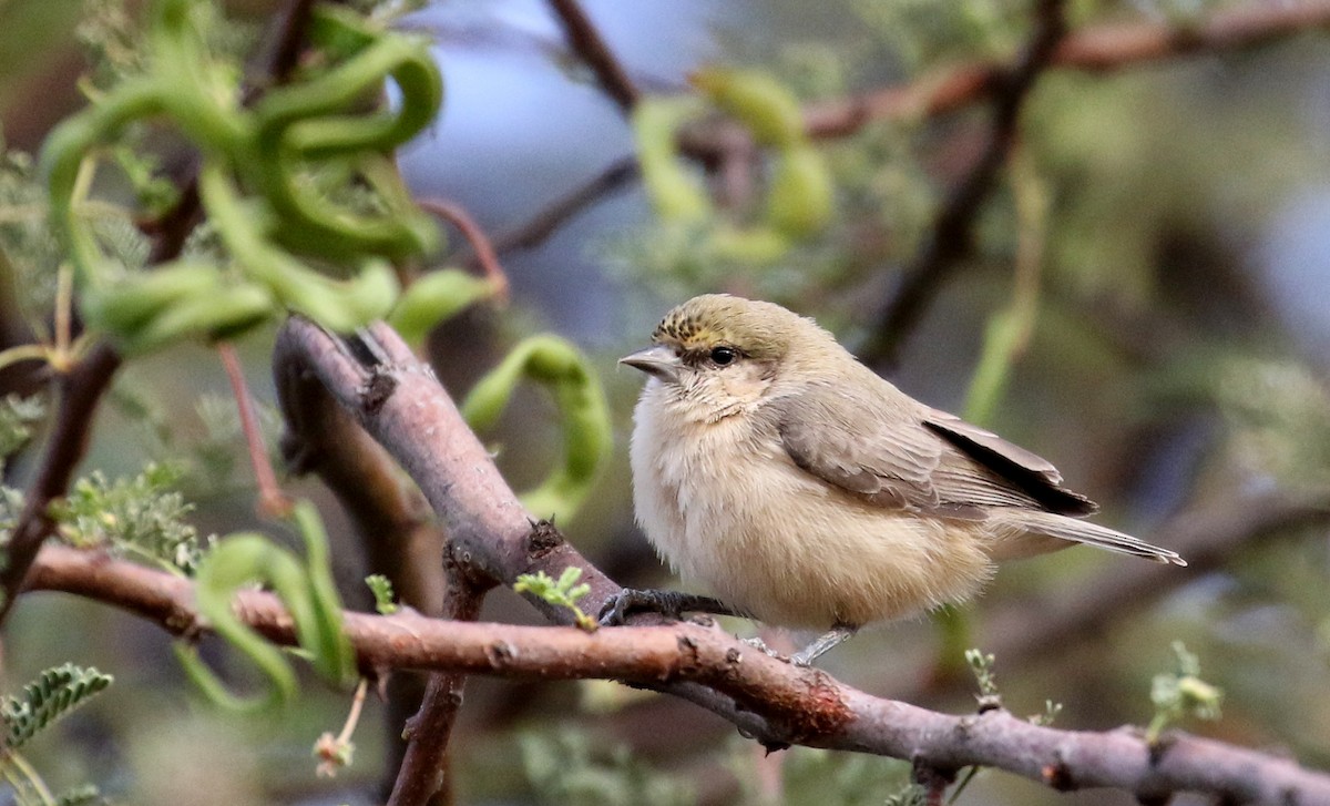 Sennar Penduline-Tit - ML146732451