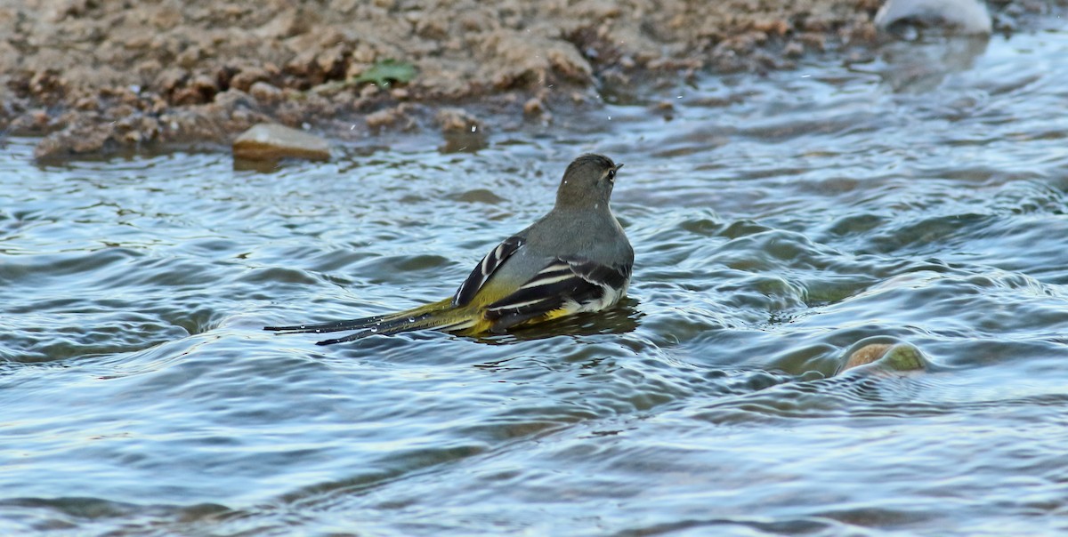 Gray Wagtail - ML146732621