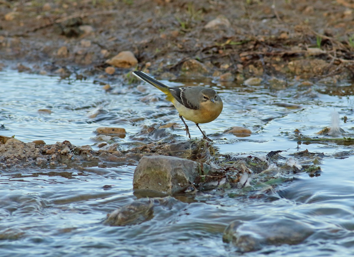 Gray Wagtail - ML146732711