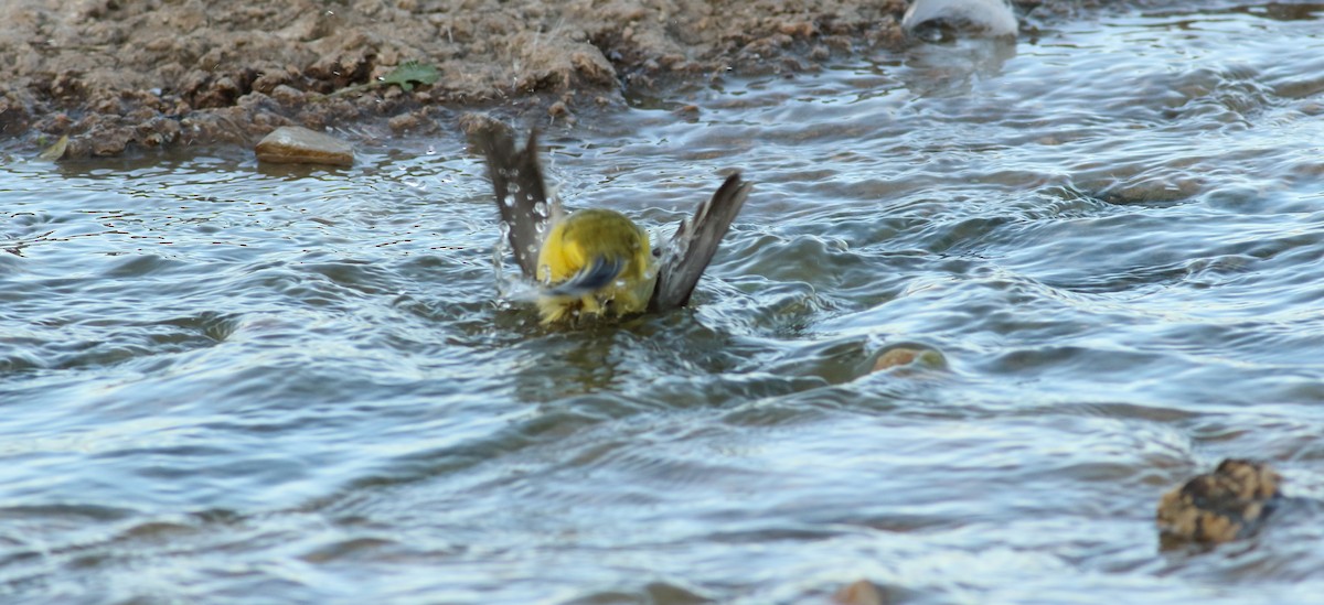 Gray Wagtail - ML146732751