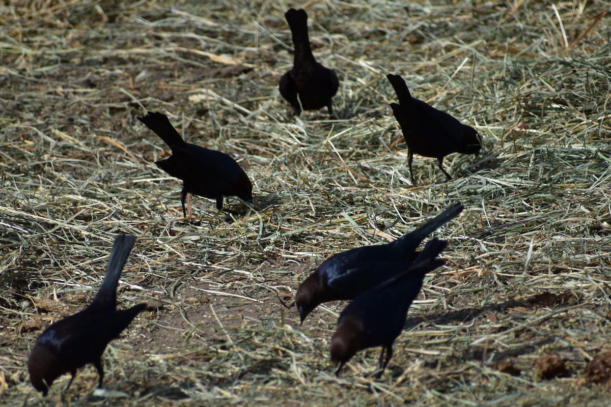 Brown-headed Cowbird - ML146732901