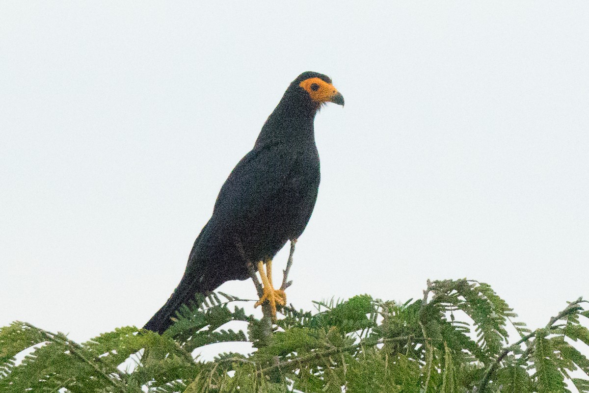 Black Caracara - ML146733131