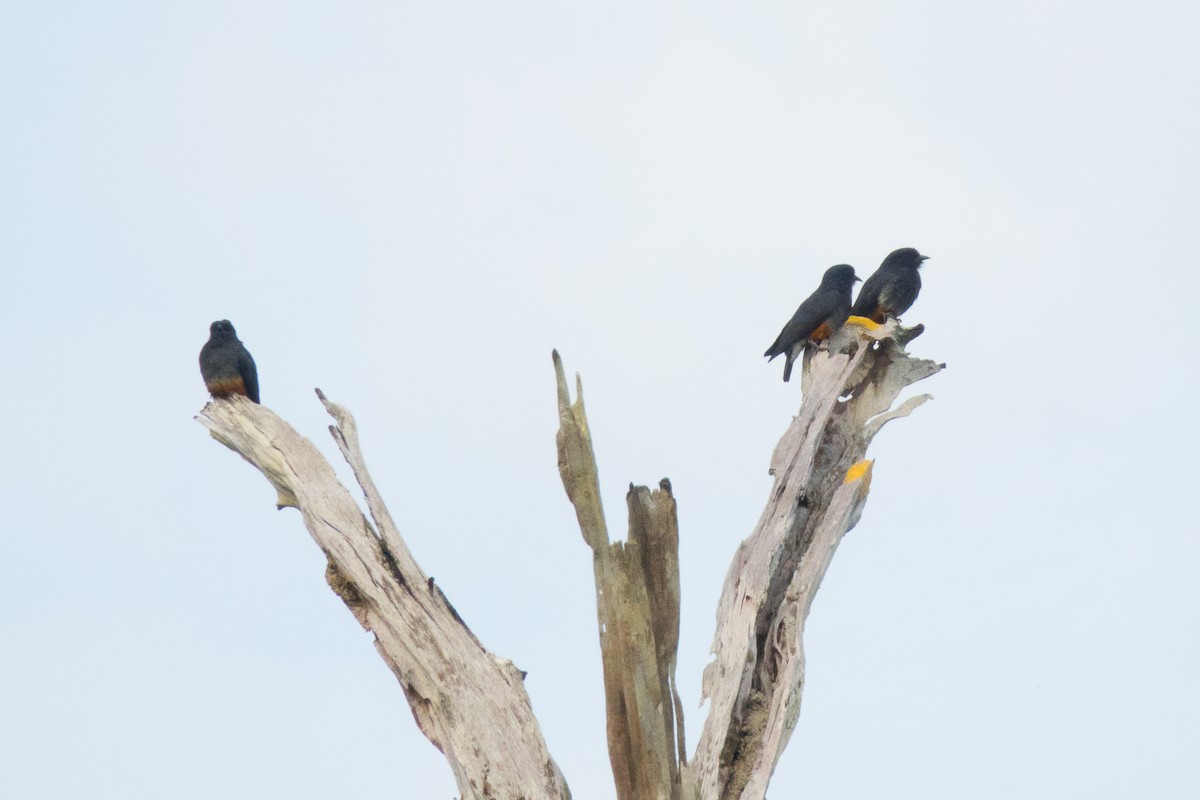 Swallow-winged Puffbird - ML146733431