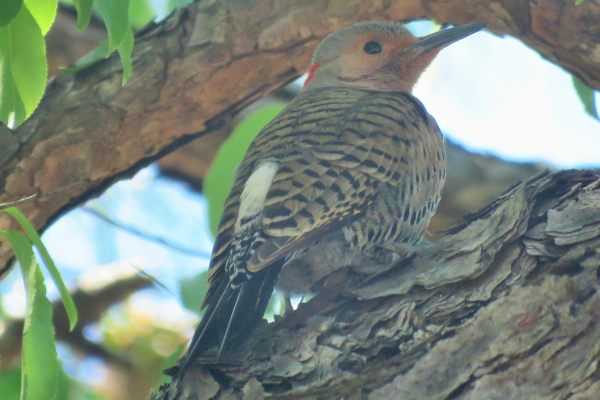 Northern Flicker (Yellow-shafted) - ML146734471