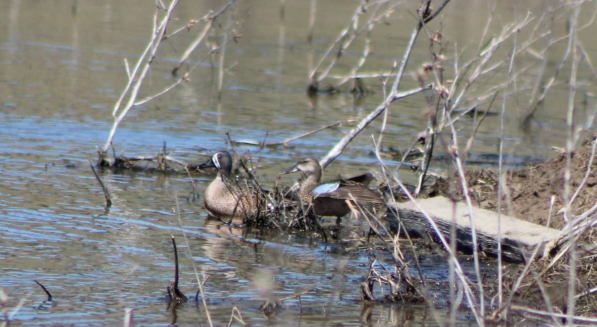 Blue-winged Teal - ML146737191