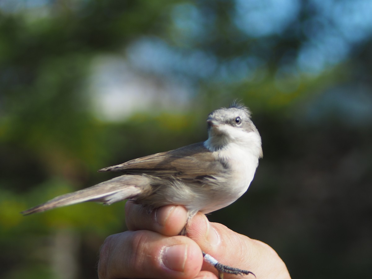 Bigiarella (curruca/blythi/halimodendri) - ML146737701
