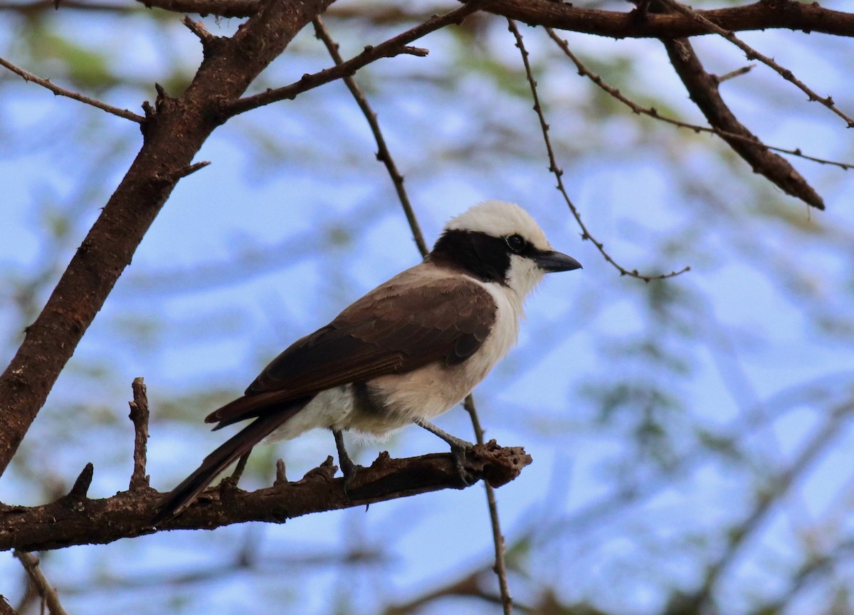 White-rumped Shrike - ML146737891