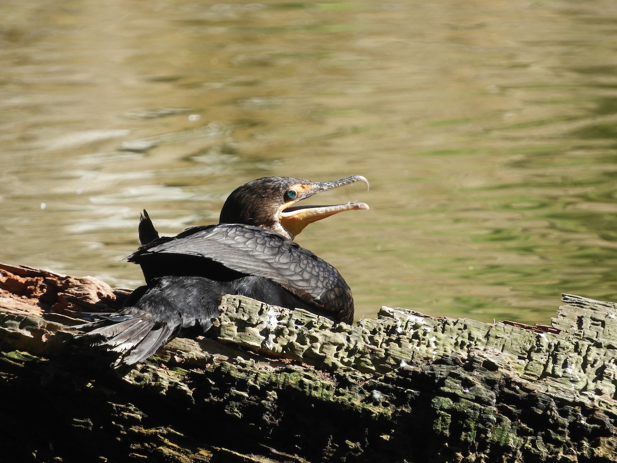 Cormorán Orejudo - ML146737951