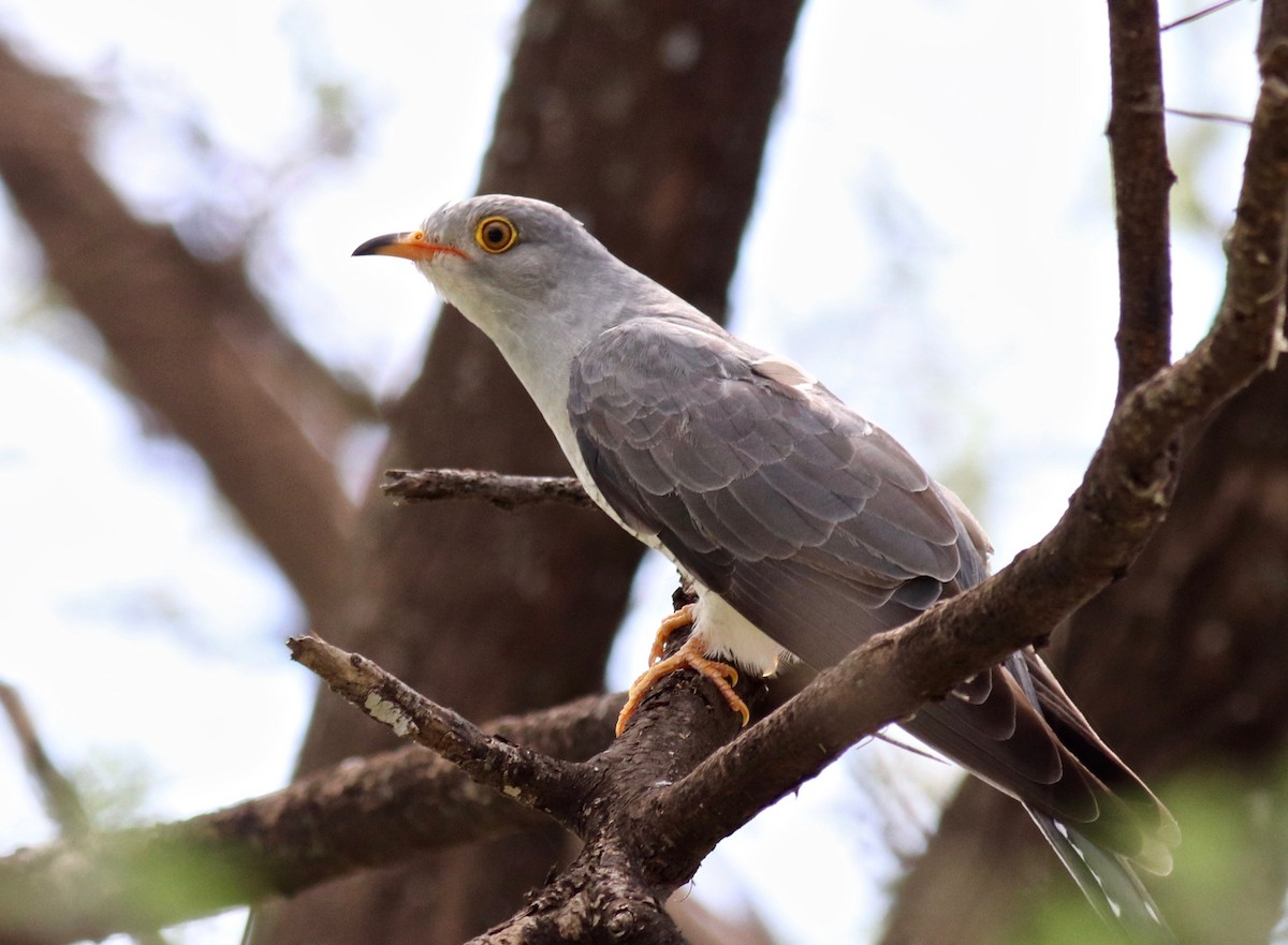 African Cuckoo - ML146737961