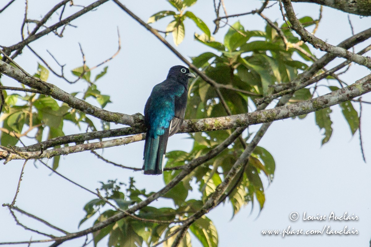 Green-backed Trogon - Louise Auclair