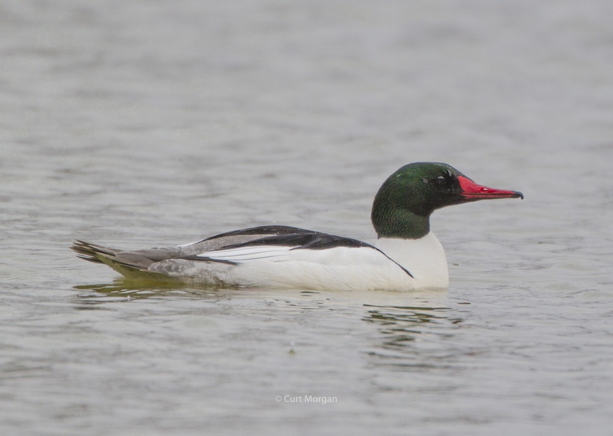 Common Merganser - Curt Morgan