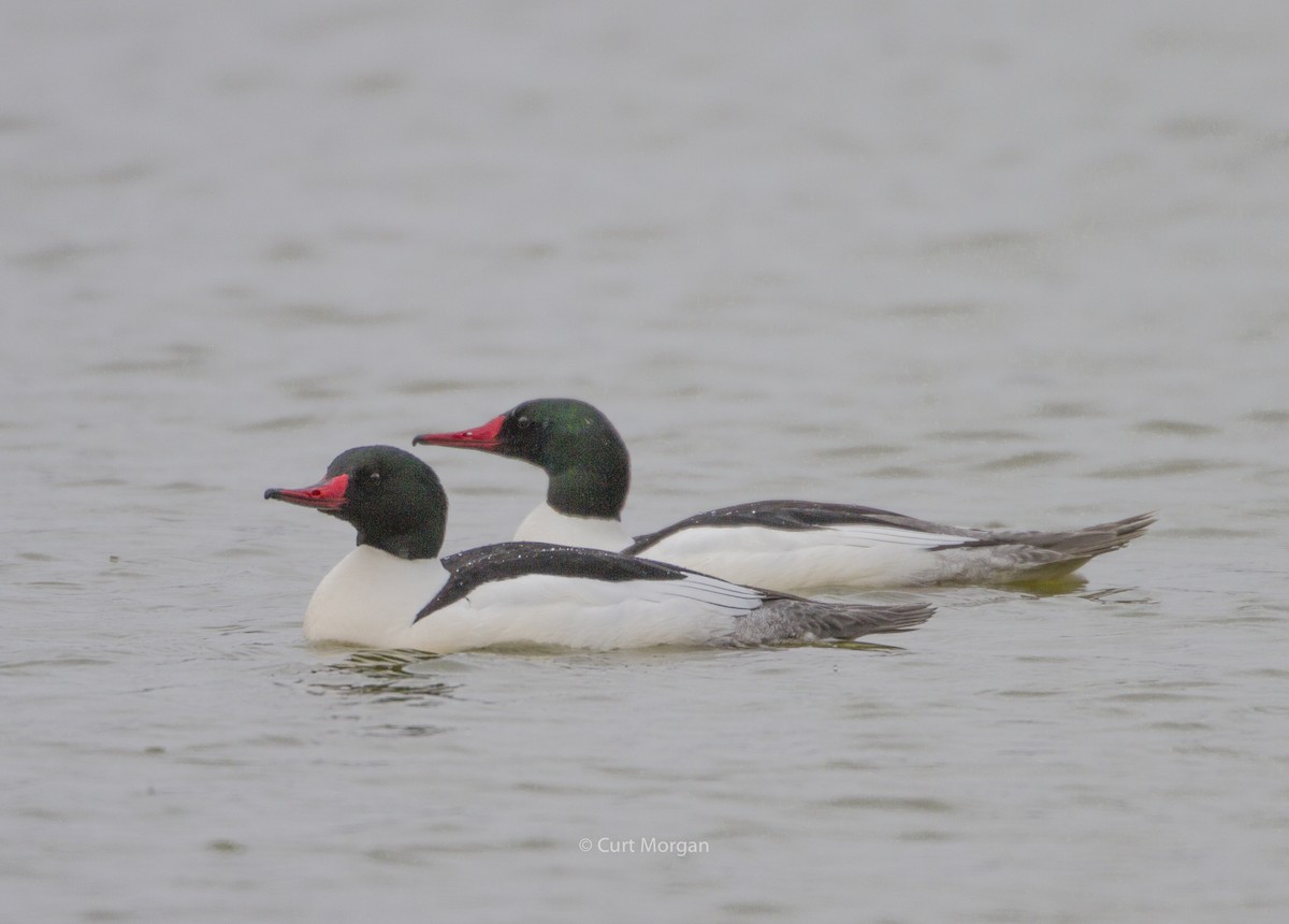 Common Merganser - ML146739481