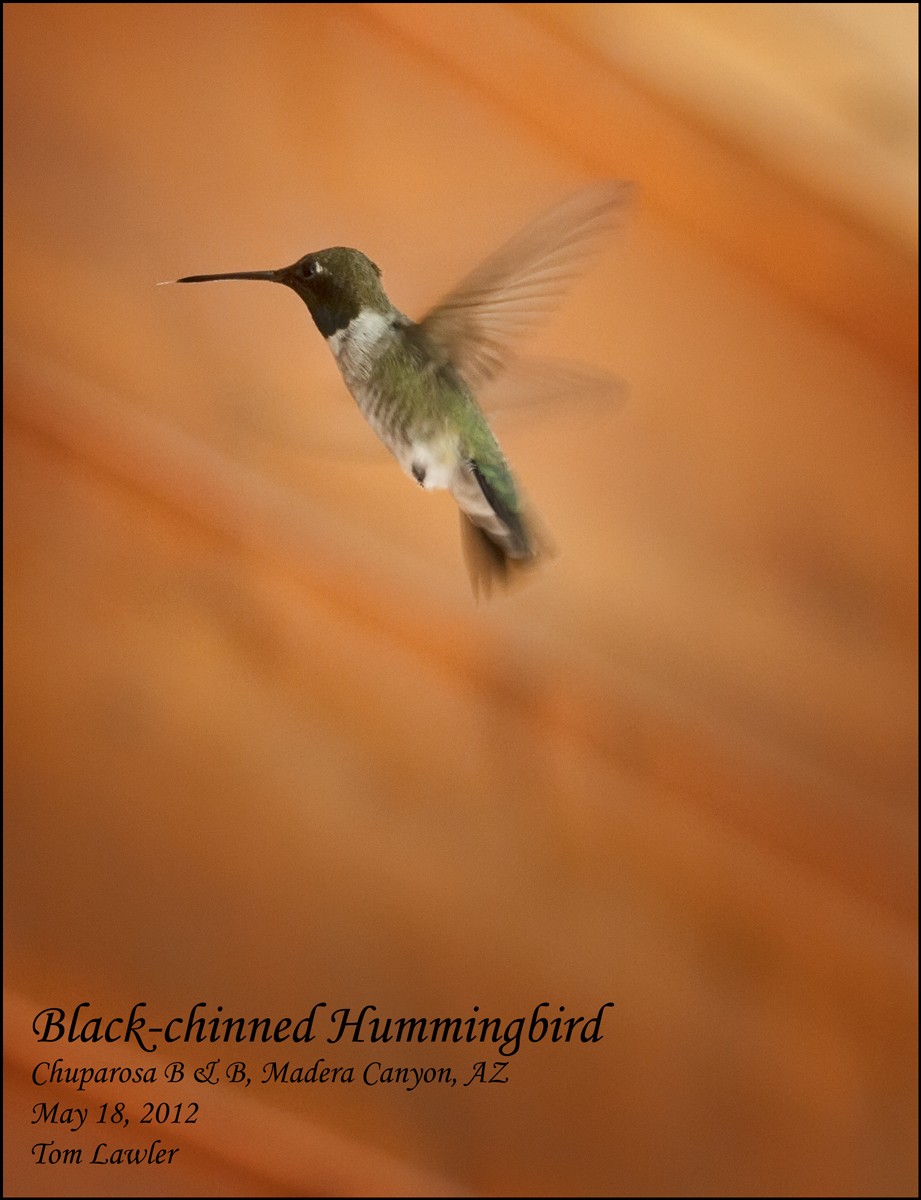 Black-chinned Hummingbird - Tom Lawler