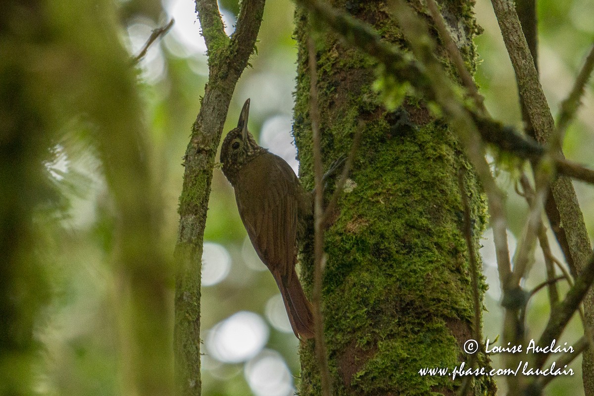 Olive-backed Woodcreeper - Louise Auclair