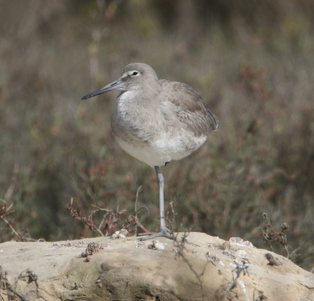 Willet - ML146743821