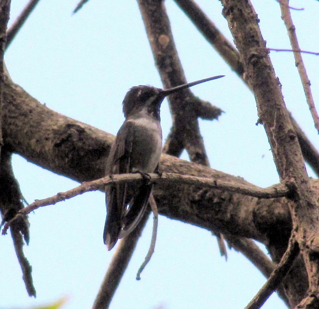 Long-billed Starthroat - Rolando Chávez