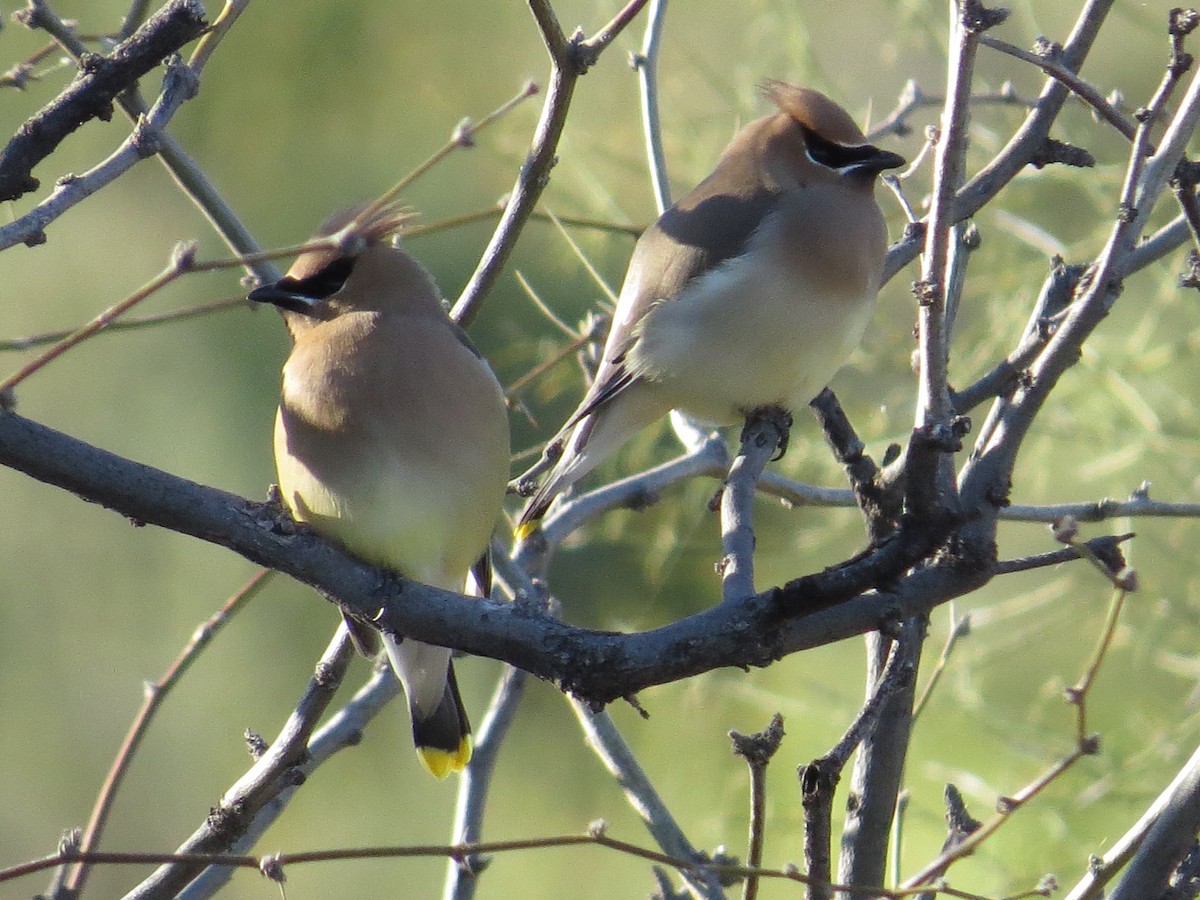 Cedar Waxwing - ML146744931