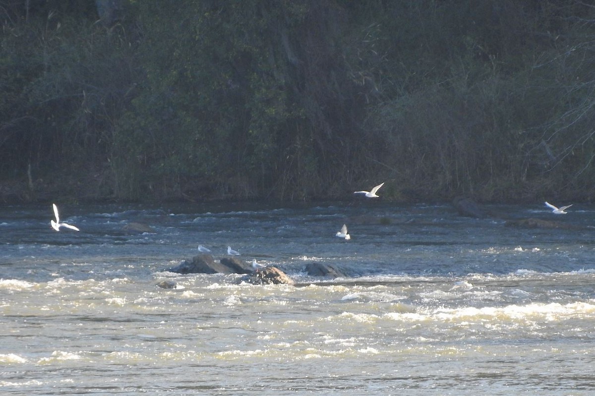 Bonaparte's Gull - ML146745071