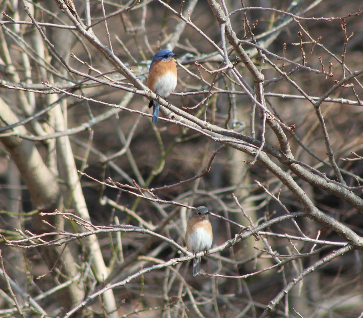 Eastern Bluebird - ML146745471