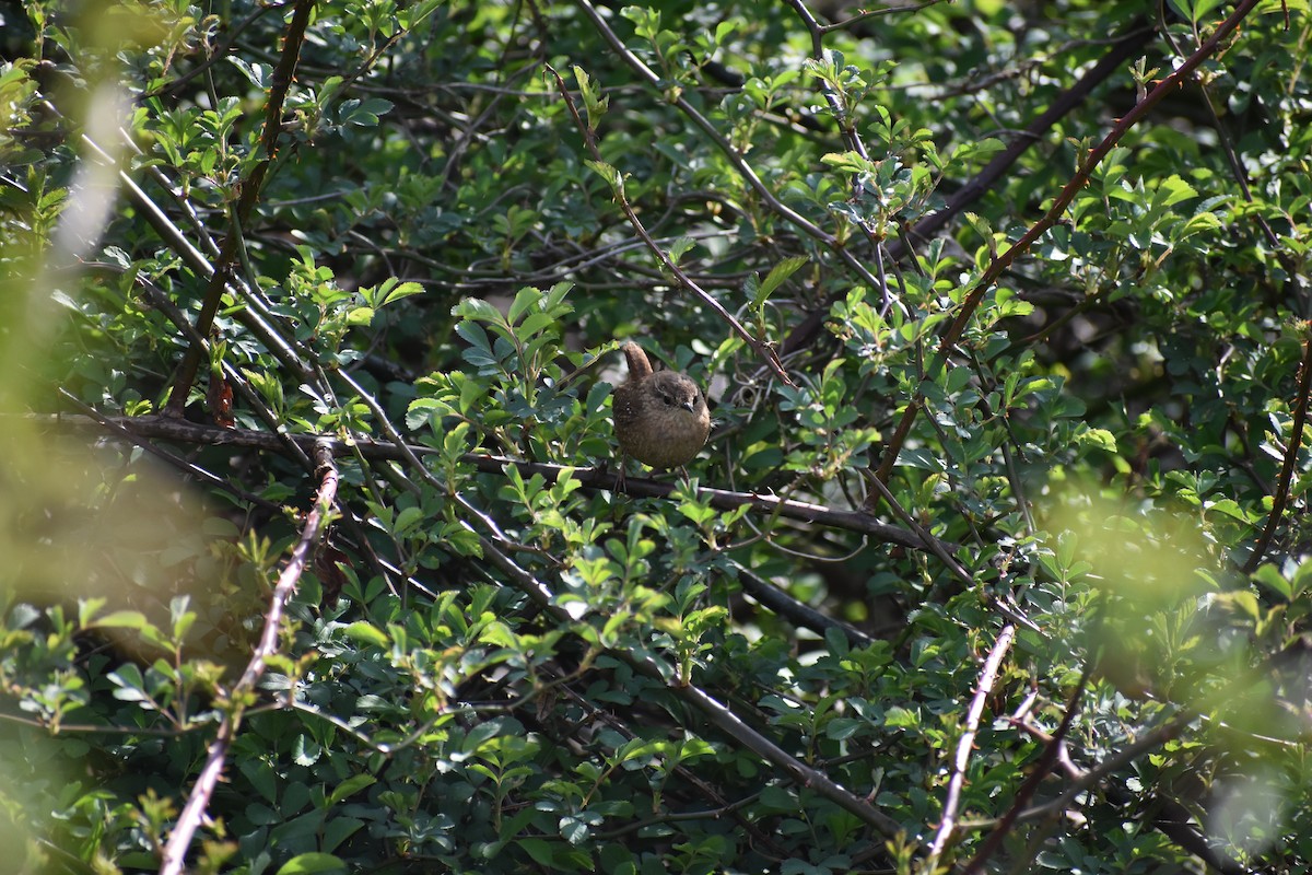 Winter Wren - ML146745501