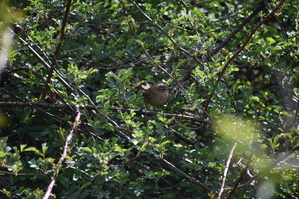 Troglodyte des forêts - ML146745511