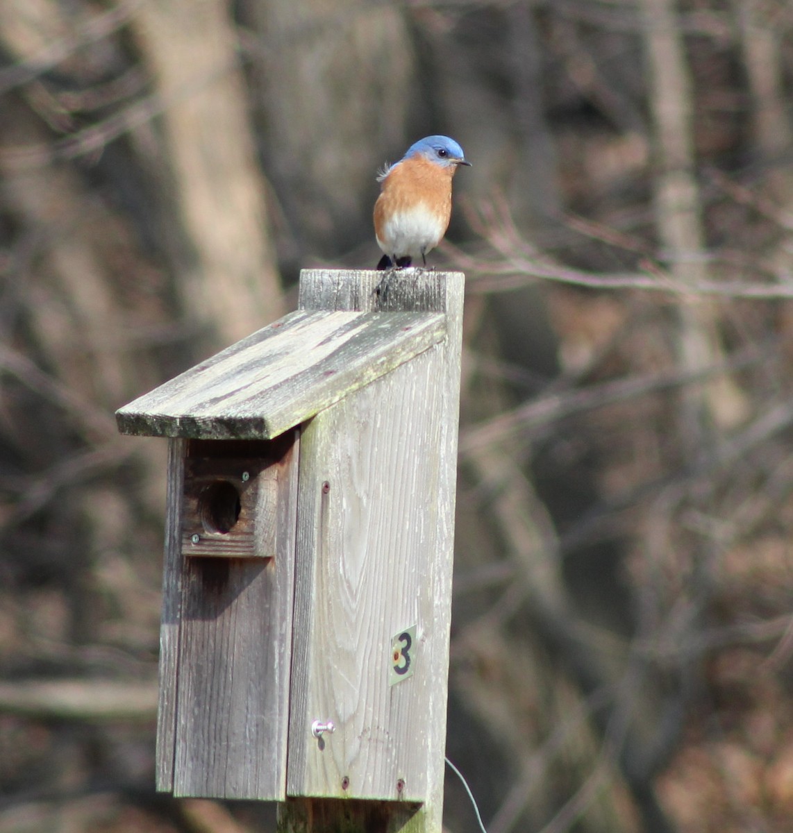 Eastern Bluebird - ML146745541