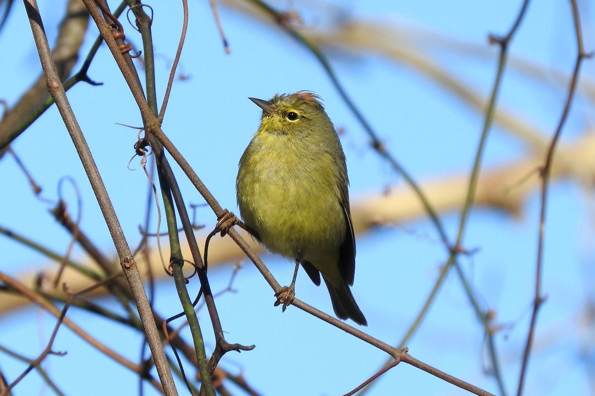 Orange-crowned Warbler - ML146746271