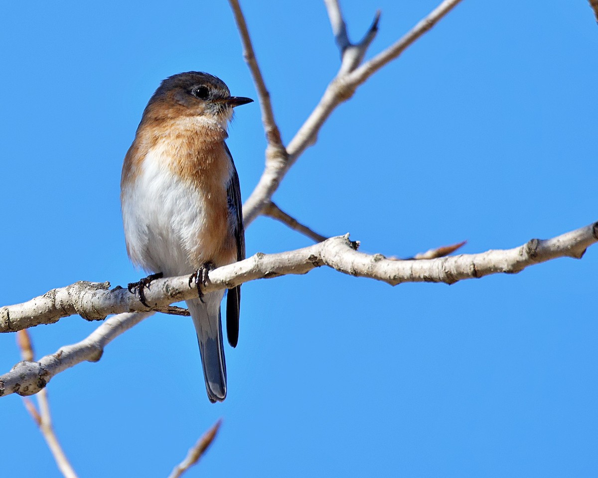 Eastern Bluebird - ML146746301