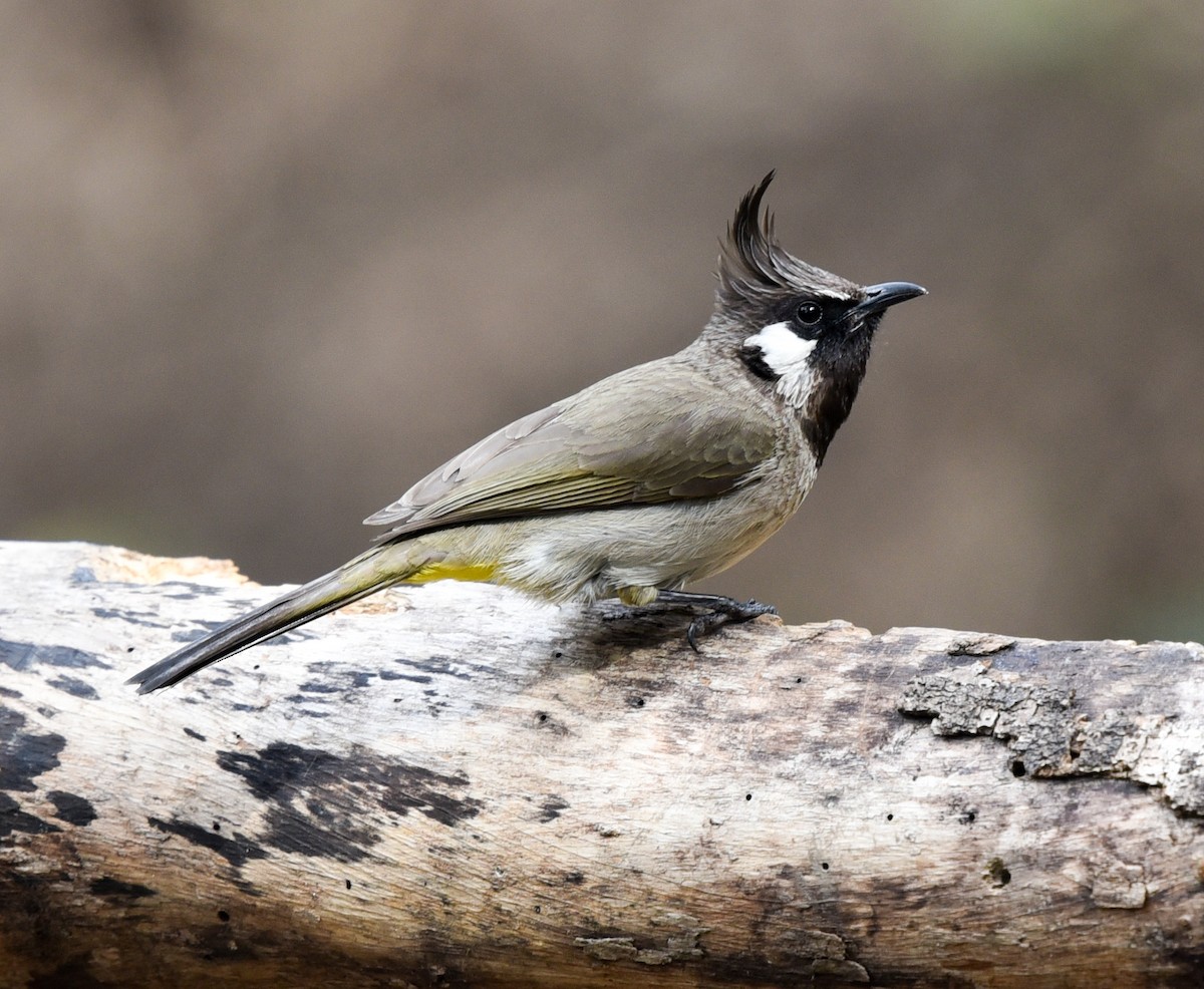 Himalayan Bulbul - Bruce Wedderburn
