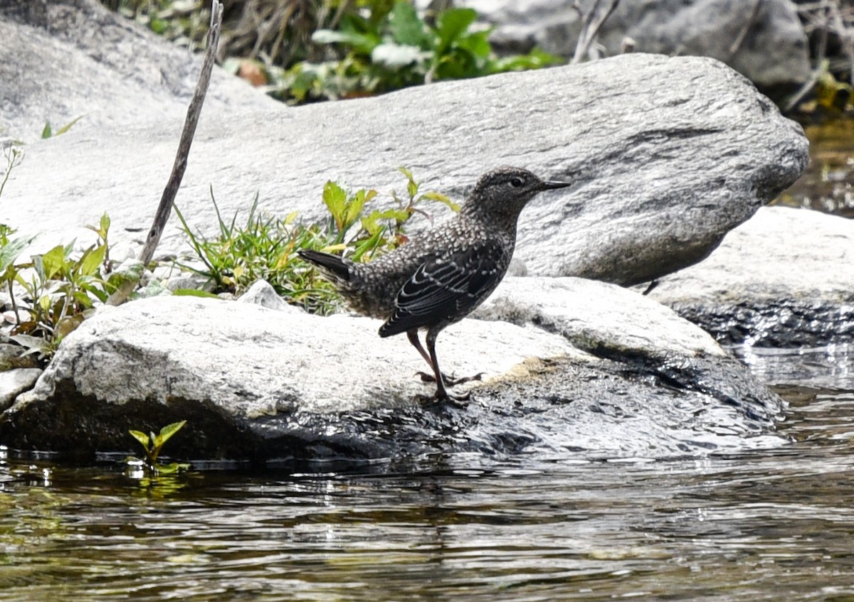 Brown Dipper - ML146747081