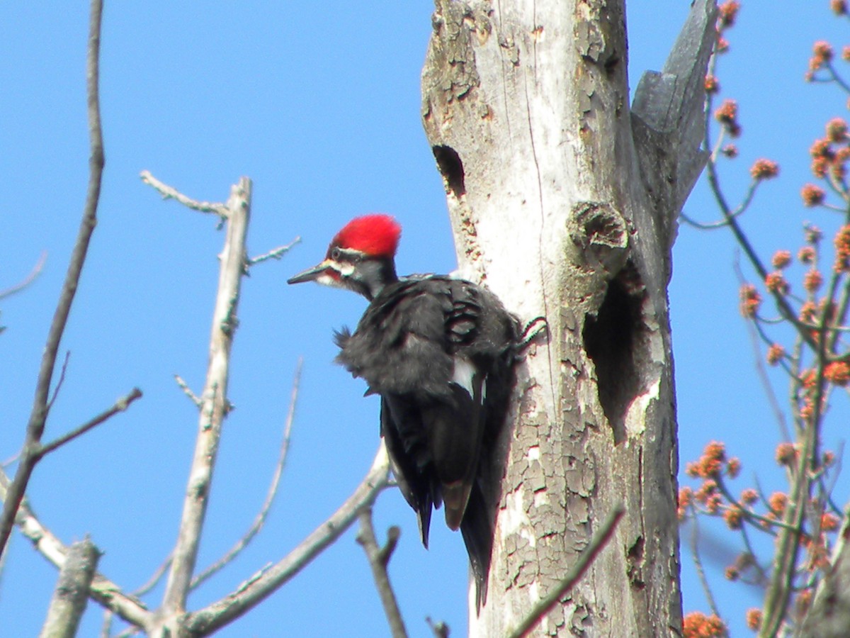 Pileated Woodpecker - ML146747791