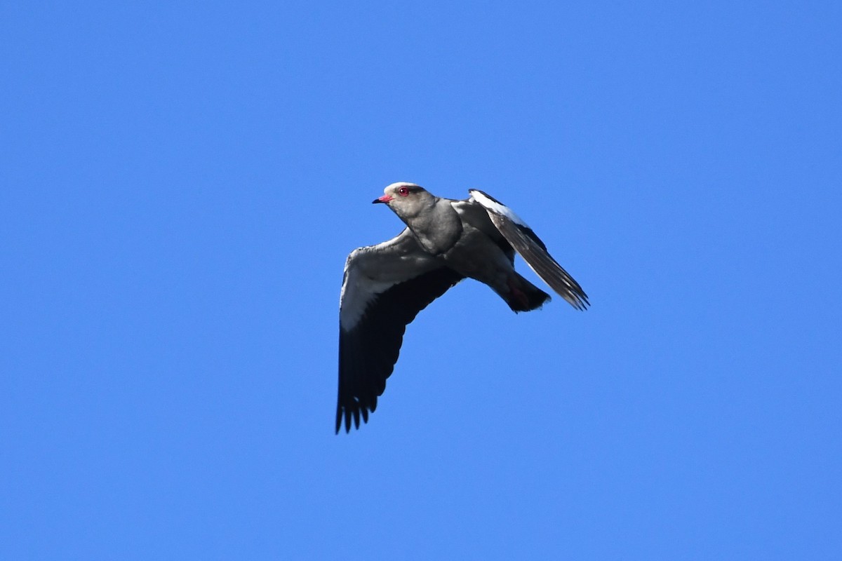 Andean Lapwing - ML146749041