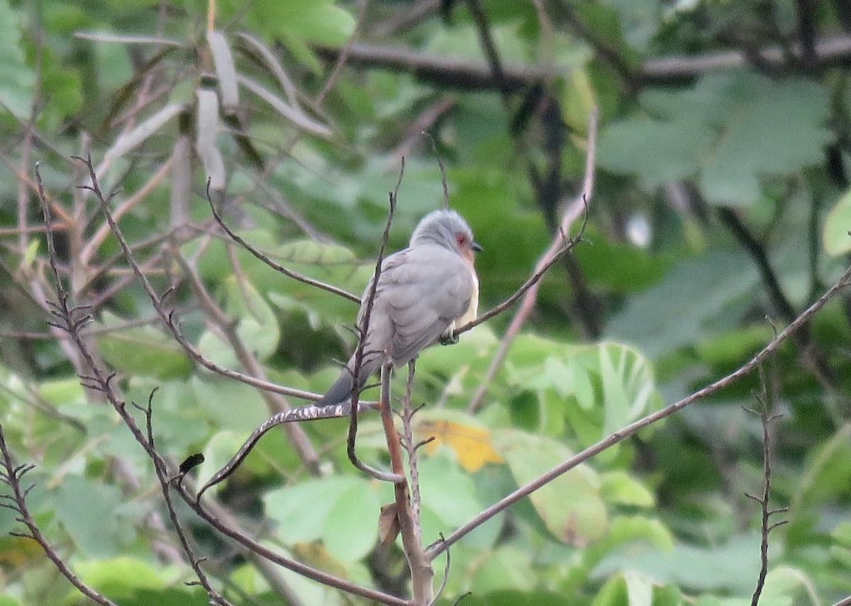 Dwarf Cuckoo - ML146750601