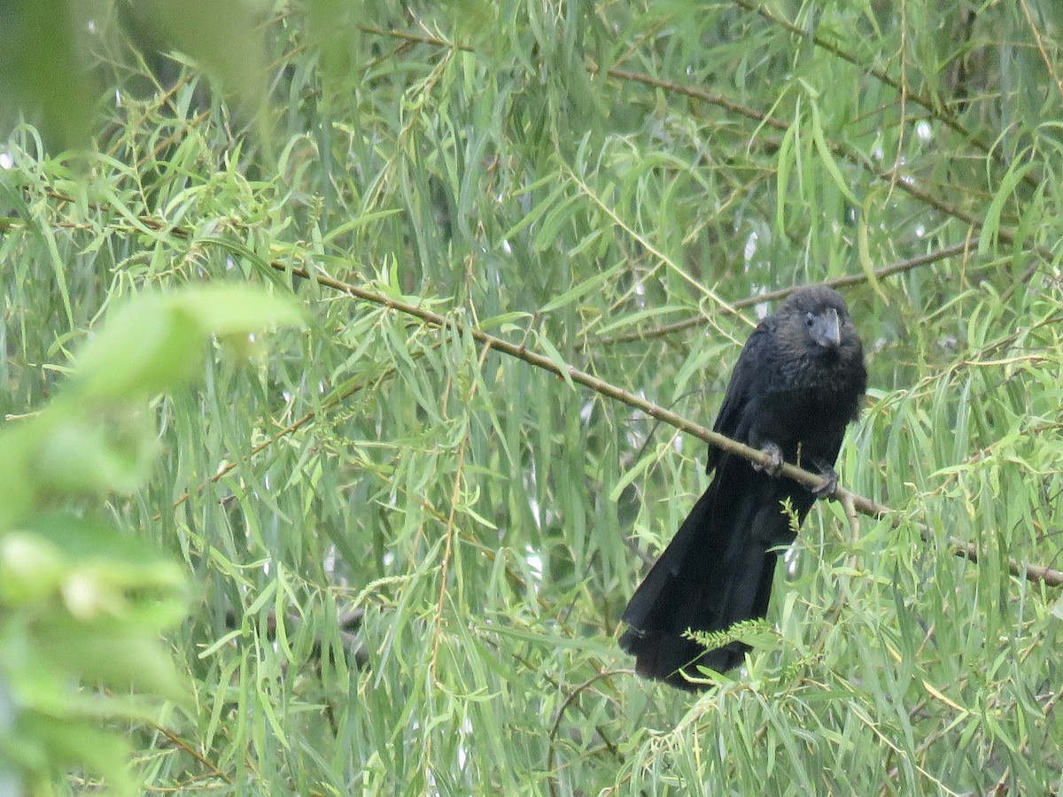 Smooth-billed Ani - ML146750801