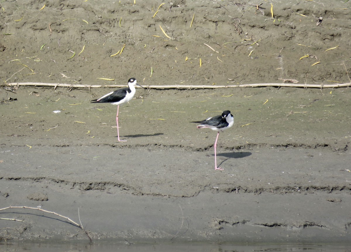 Black-necked Stilt - Mike Ferguson