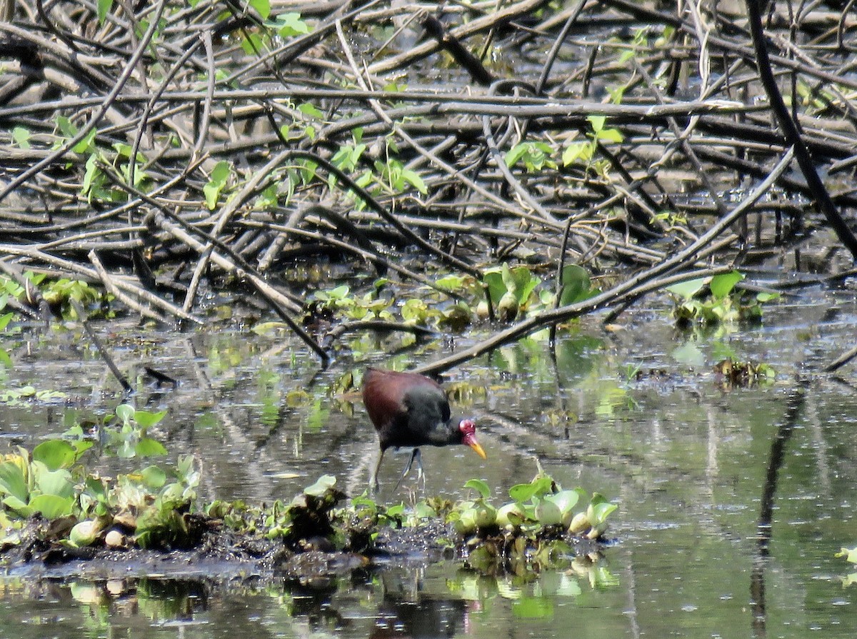 Wattled Jacana - ML146751181