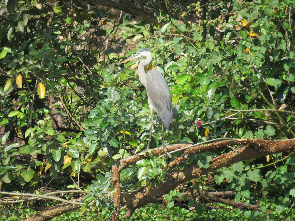 Cocoi Heron - Mike Ferguson