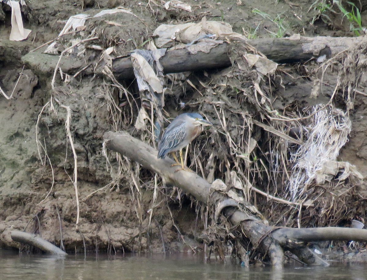 Striated Heron - ML146751311