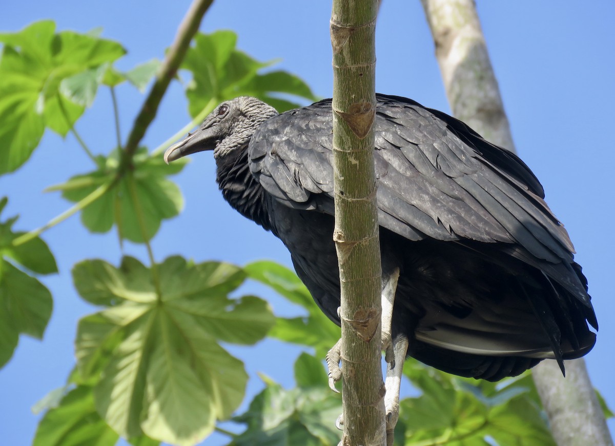 Black Vulture - ML146751431